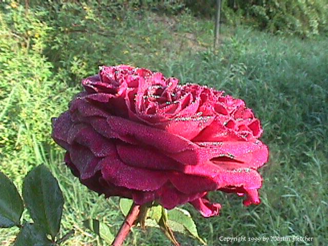 The Prince Rose