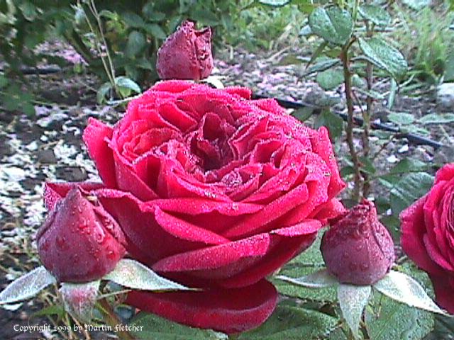 The Squire Rose