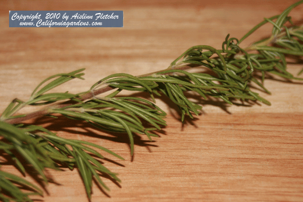 Rosemary
