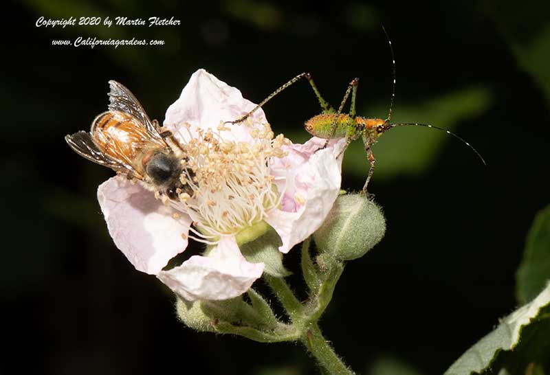 Rubus ursinus fruit, bush katydid, honeybee