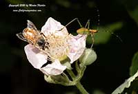 Rubus ursinus, California Blackberry, Pacific Blackberry