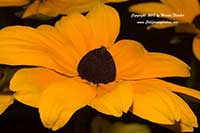 Rudbeckia Tiger Eye, Tiger Eye Black Eyed Susan, Tiger Eye Gloriosa Daisy