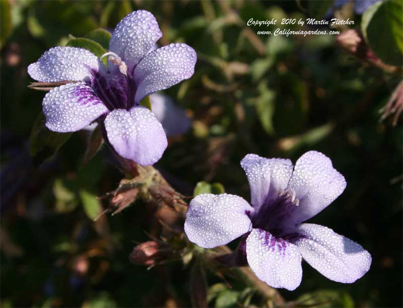 Ruellia brittoniana Katie, Dwarf Mexican Petunia