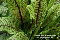 Rumex sanguineus, Bloody Dock