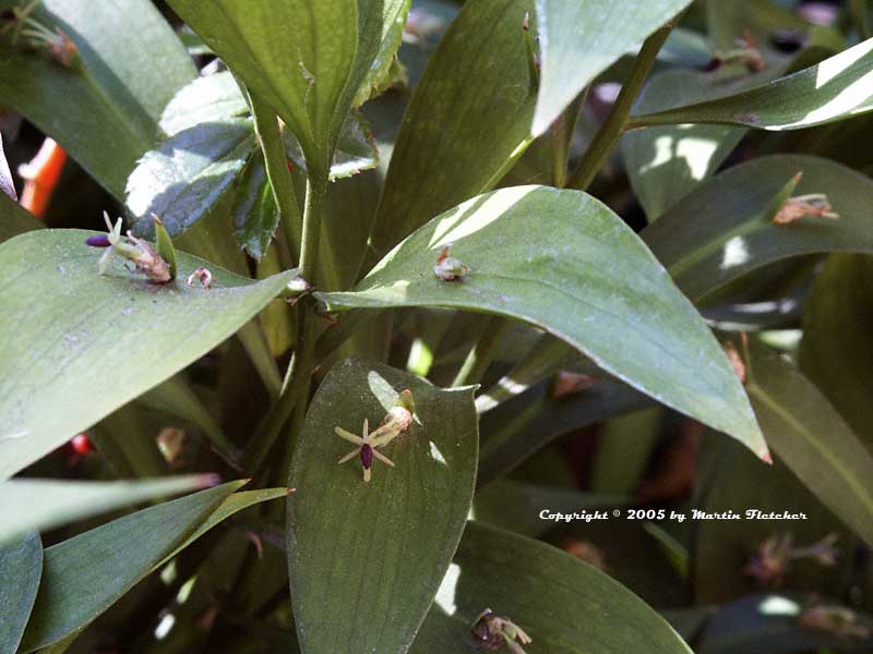 Ruscus hypoglossum, Horse Tongue Lily