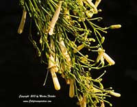 Russelia equisetiformis aurea, Yellow Firecracker Plant