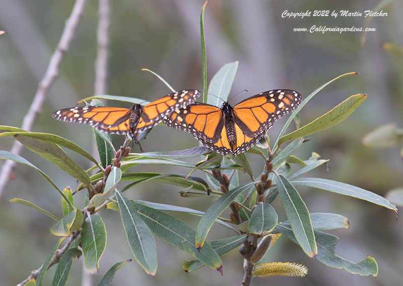 Salix lasiolepis, Arroyo Willow, Monarchs