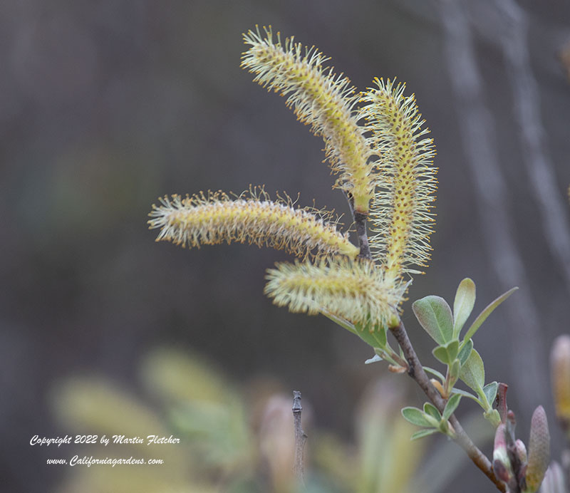 Salix lasiolepis, Arroyo Willow Catkins