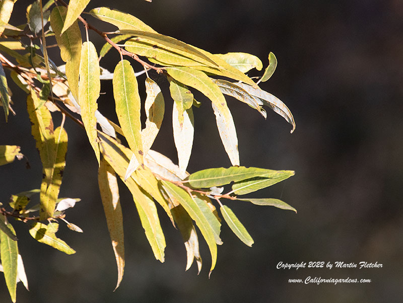 Salix lasiolepis, Arroyo Willow