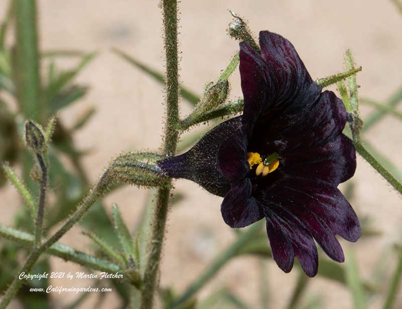 Salpiglossis sinuata Black Trumpets, Black Trumpets Painted Tongue