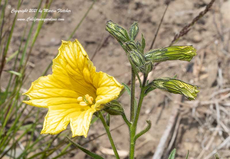 Salpiglossis sinuata, Painted Tongue