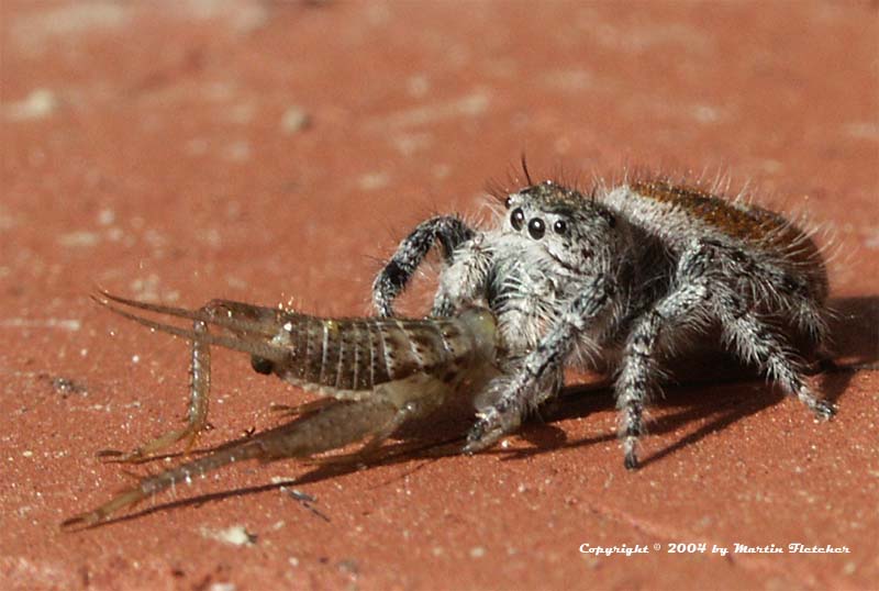 California Jumping Spider