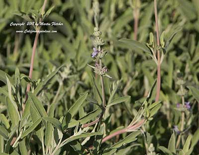 Salvia Bee's Bliss, Bee's Bliss Sage