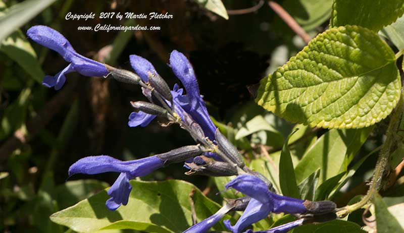 Salvia Costa Rica Blue
