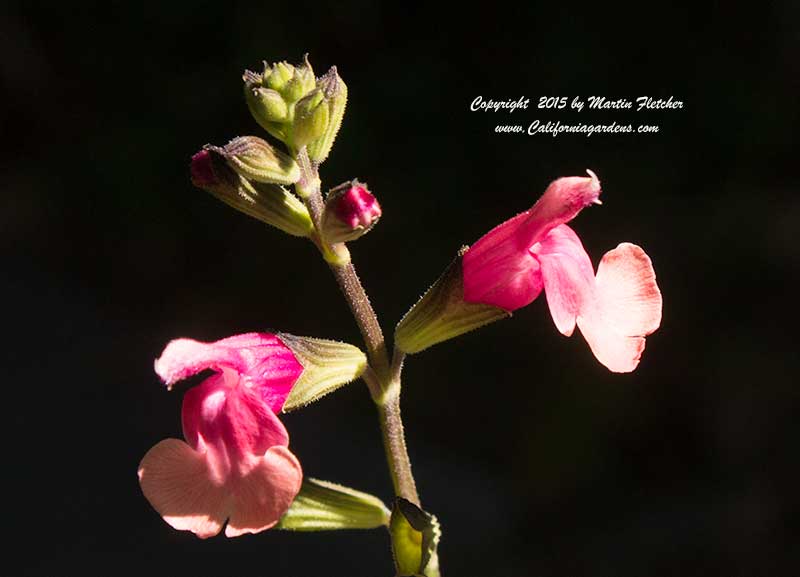 Salvia Dancing Dolls, Autumn Sage