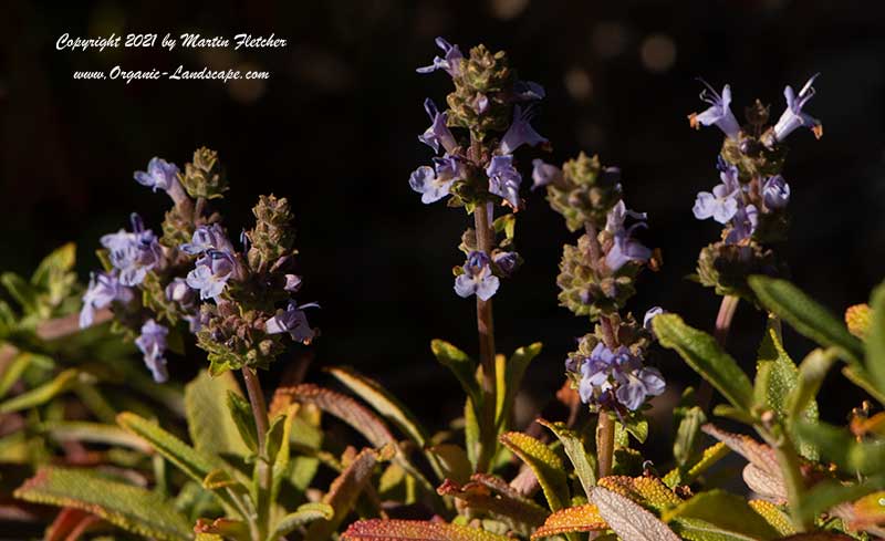 Salvia Dara's Choice, Dara's Choice Creeping Sage