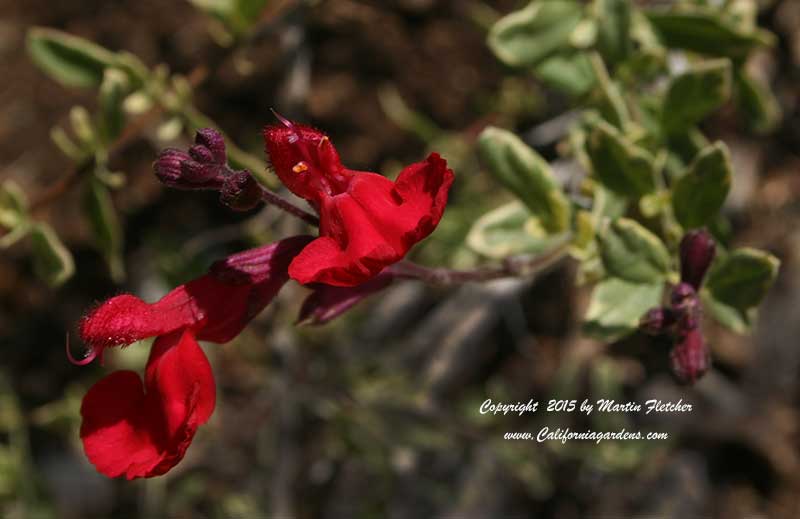 Salvia greggii Desert Blaze, Variegated Autumn Sage