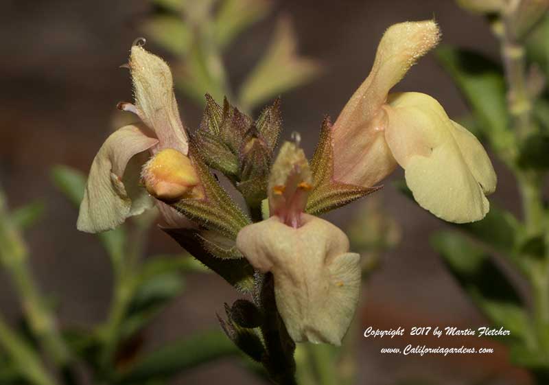 Salvia Golden Girl, Yellow Autumn Sage