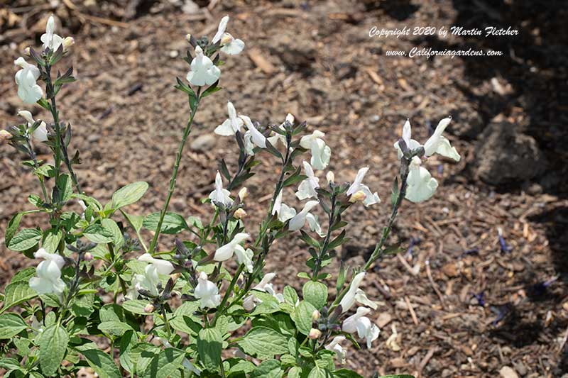 Heatwave Glimmer Autumn Sage