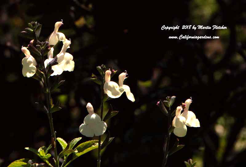 Heatwave Glimmer Autumn Sage