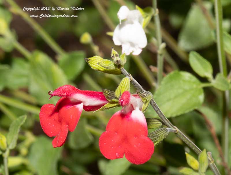 Salvia microphylla Hot Lips