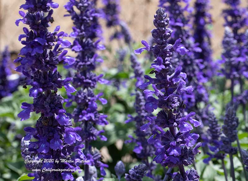 Salvia Mystic Spires Blue