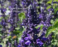 Salvia Mystic Spires, Dwarf Indigo Spires Sage