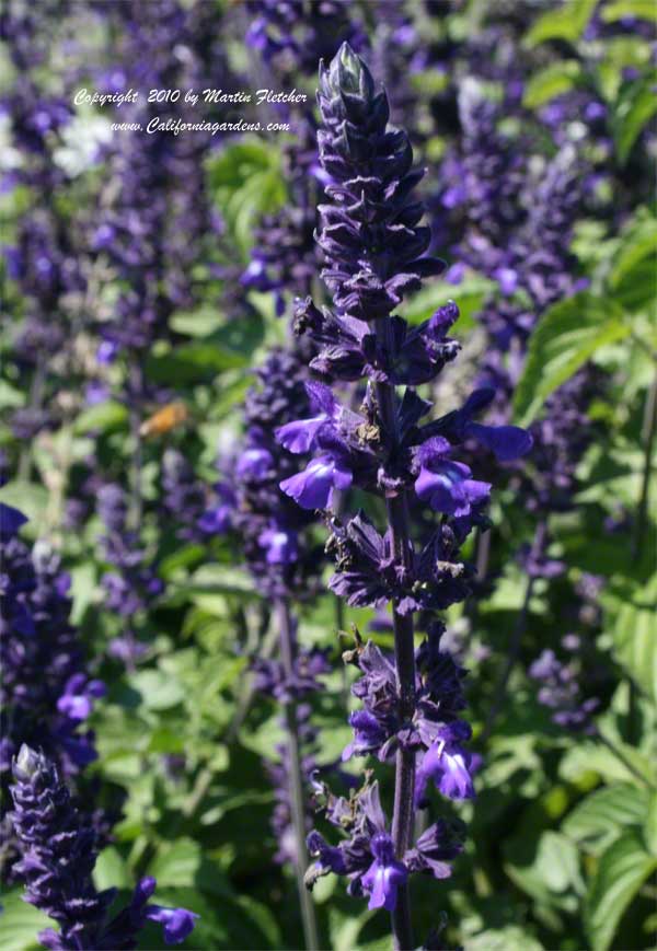 Salvia Mystic Spires Blue