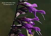 Salvia guaranitica Purple Majesty, Purple Majesty Sage, Anise Scented Sage
