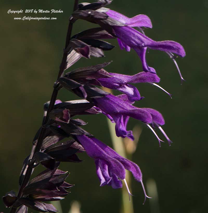 Salvia Purple Majesty