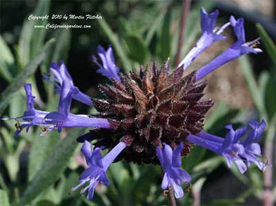 Salvia clevelandii Winnifred Gilman, California Native species