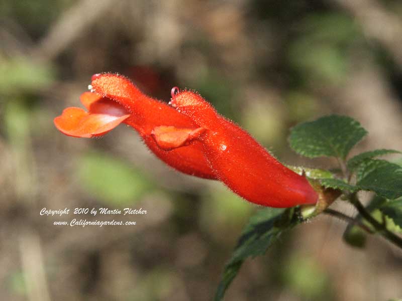 Salvia adenophora