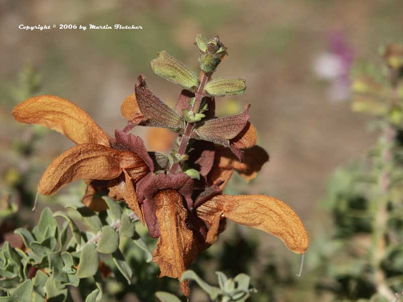 Salvia africana-lutea, Golden Sage