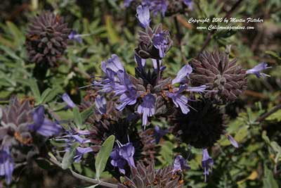 Salvia Allen Chickering, Allen Chickering Sage, California native species