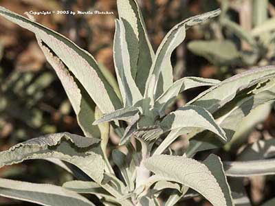 Salvia apiana, White Sage, California native species