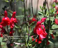 Salvia blepharophylla, Eyelash Leaved Sage