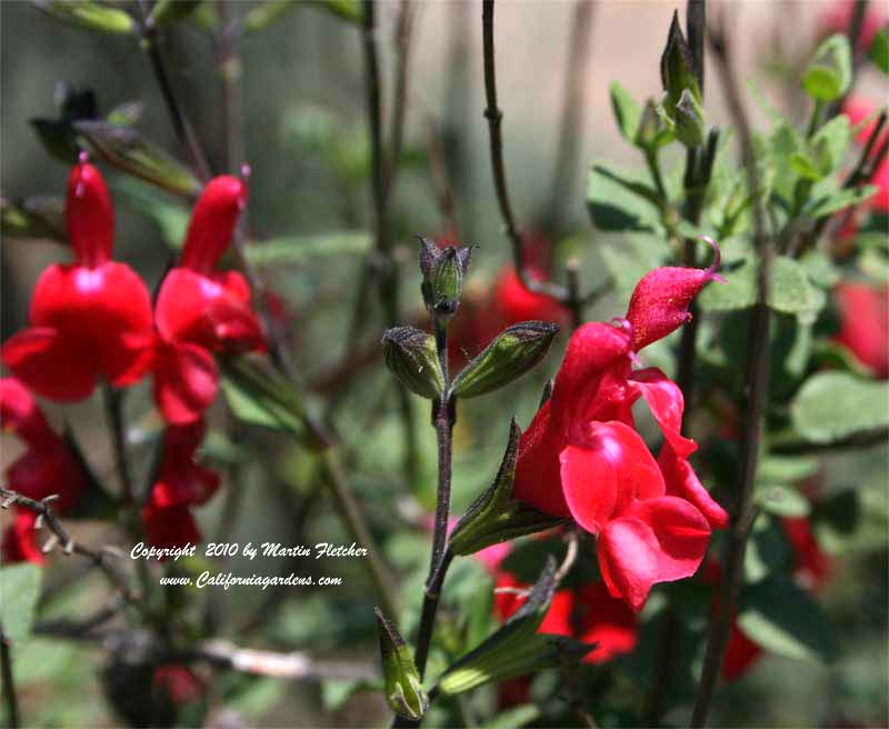 Salvia blepharophylla, Eyelash Leaved Sage