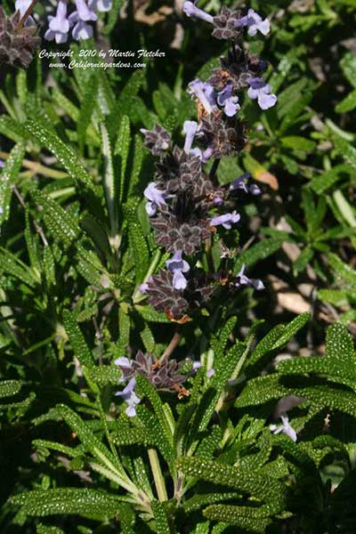 Salvia brandegeei, Brandegee's Sage, California native species