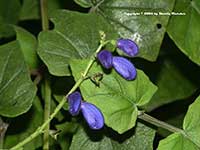 Salvia cacaliaefolia, Salvia cacaliifolia, Ivy Leaf Sage, Blue Vine Sage, Guatamalan Blue Vine Sage