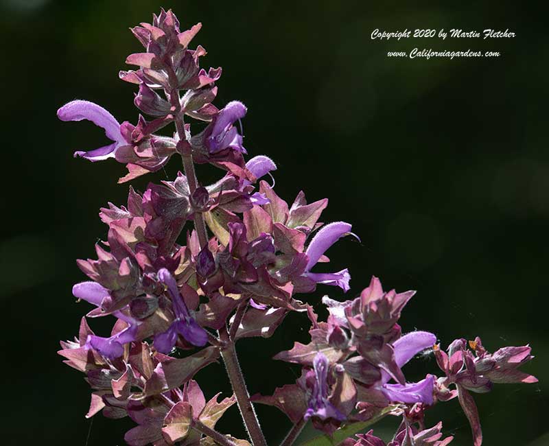 Salvia canariensis