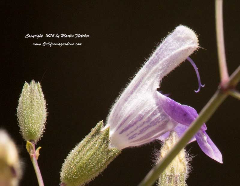 Salvia candelabrum, Candelabra Sage