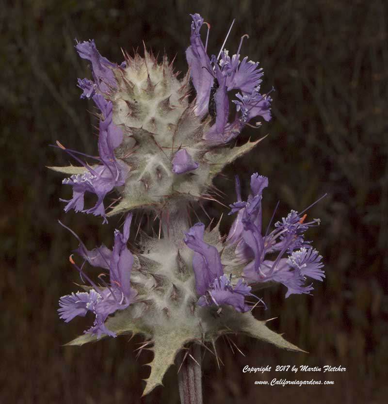 Salvia carduacea, Thistle Sage