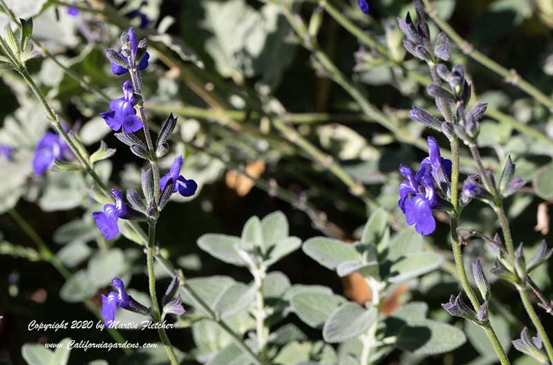 Salvia chamaedryoides Marine Blue, Marine Blue Germander Sage