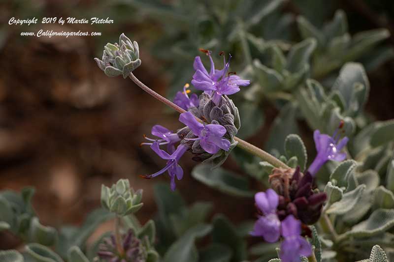 Salvia chionopeplica, Baja Sage