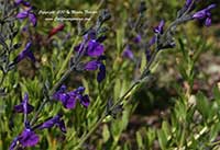 Salvia coahuilensis, Coahuila Sage