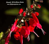 Salvia coccinea Lady in Red, Texas Sage, Scarlet Sage