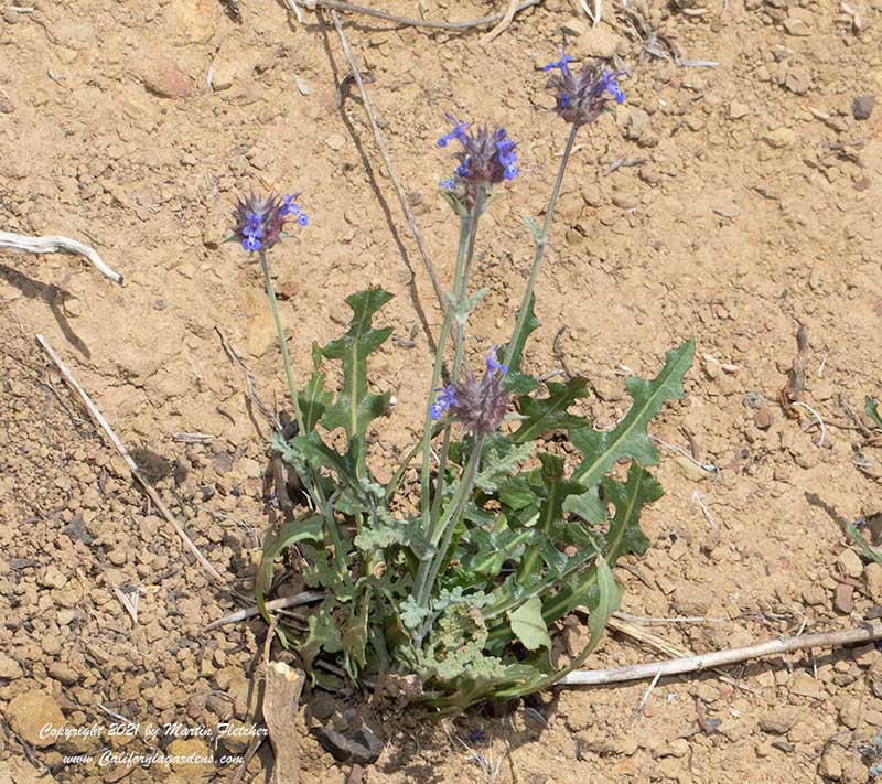 Salvia columbariae, Chia