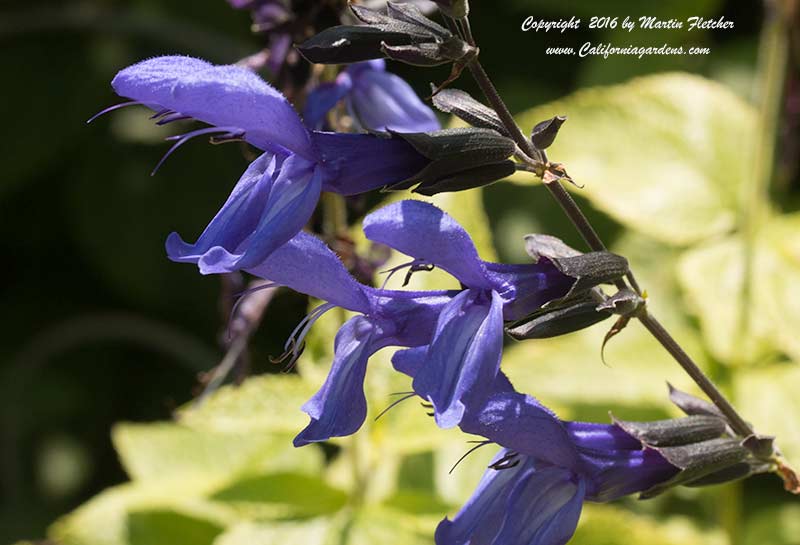 Salvia Costa Rica Blue