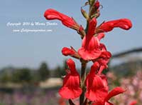 Salvia darcyi, Fiery Sage