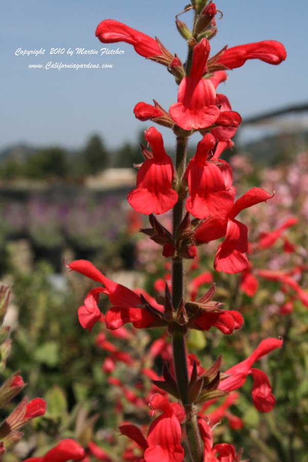 Salvia darcyi, Fiery Sage